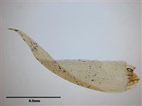 Acanthorrhynchium papillatum Collection Image, Figure 7, Total 10 Figures